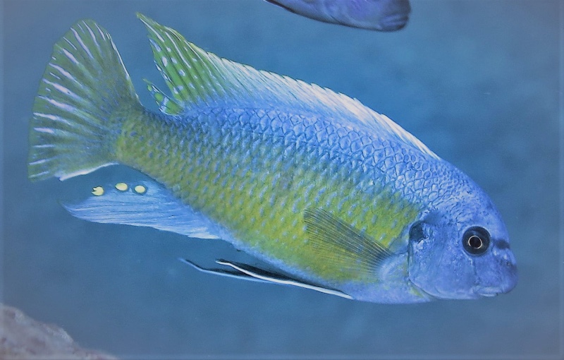 Labeotropheus fuelleborni 'Katale Island'